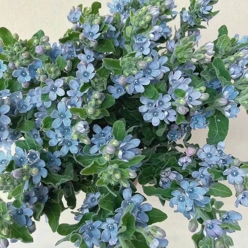 配花鲜花批发-花材报价